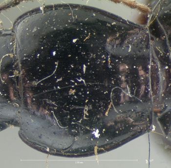 Media type: image;   Entomology 5629 Aspect: pronotum dorsal